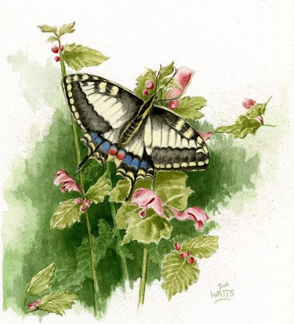 Sue Watts Gallery 510 Art & Framing