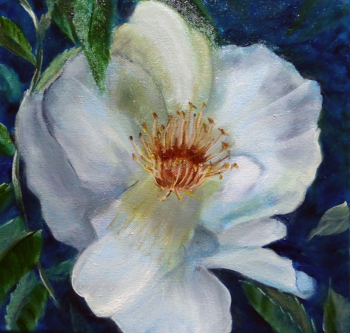 White Rose by Shirley Buescher White Rose by Shirley Buescher